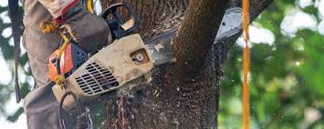 Best Tree Cabling and Bracing  in Prescott, WI