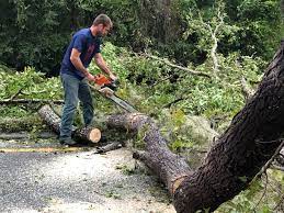 Best Tree Health Inspection  in Prescott, WI