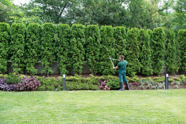 Best Lawn Maintenance Plans  in Prescott, WI