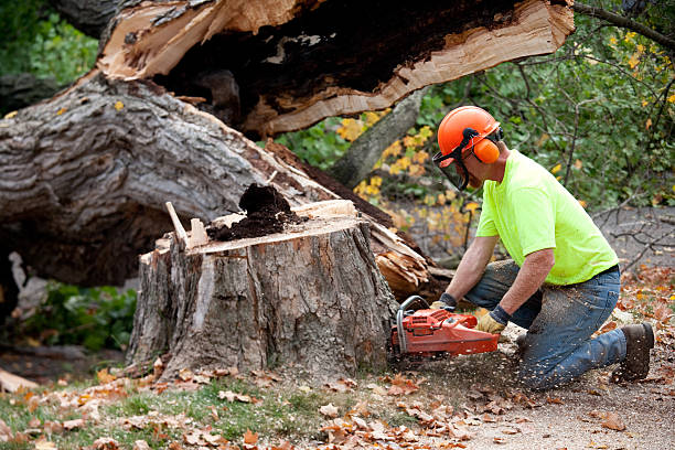 Best Stump Grinding and Removal  in Prescott, WI