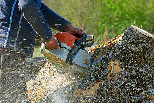 Best Grass Overseeding  in Prescott, WI