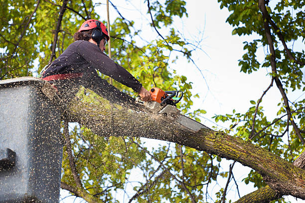 Best Weed Control  in Prescott, WI