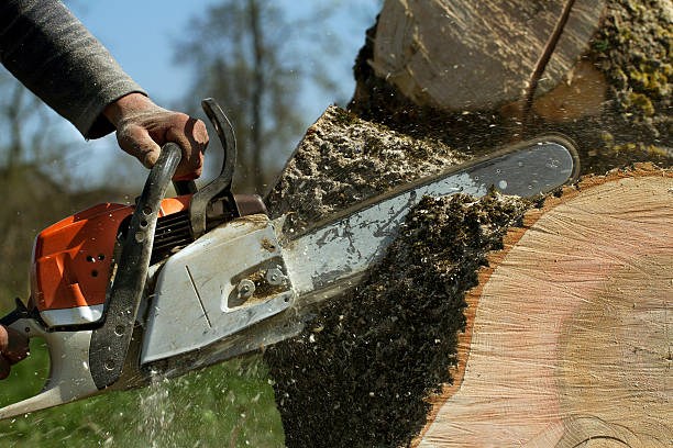 Best Lawn Renovation and Restoration  in Prescott, WI